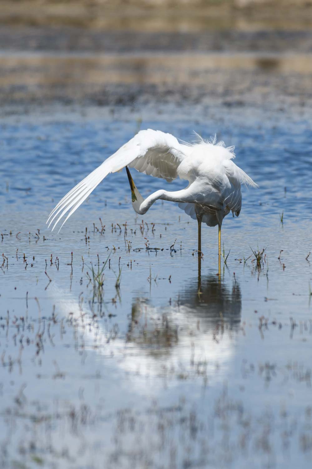 Stage Photo ornithologique