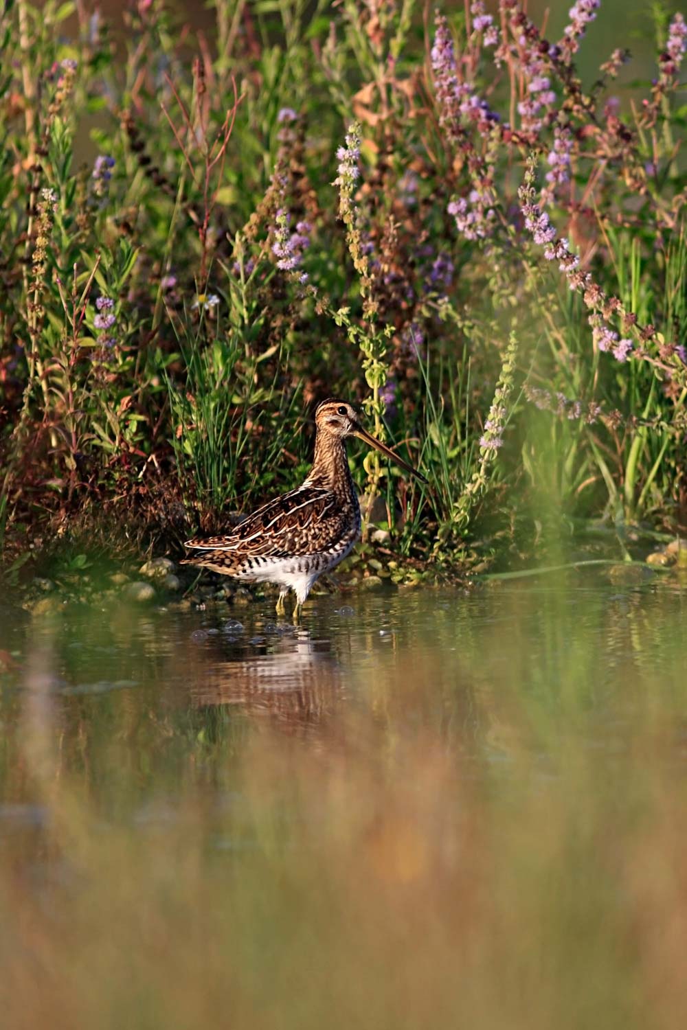 stage photo animalière pyrénées