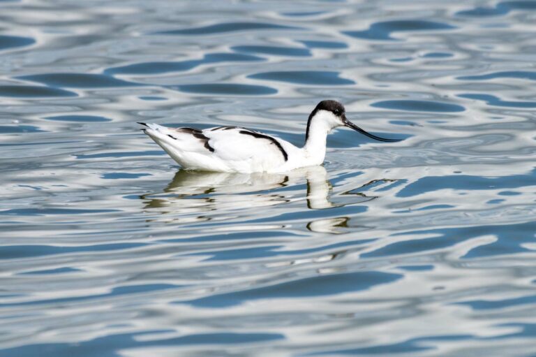 Lire la suite à propos de l’article Stage Photo ornithologique au Teich le 3 ou 4 octobre 2024