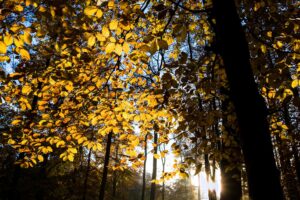 Stage photo Automne sur les Pyrénées